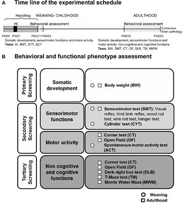 Severe Perinatal Hypoxic-Ischemic Brain Injury Induces Long-Term Sensorimotor Deficits, Anxiety-Like Behaviors and Cognitive Impairment in a Sex-, Age- and Task-Selective Manner in C57BL/6 Mice but Can Be Modulated by Neonatal Handling